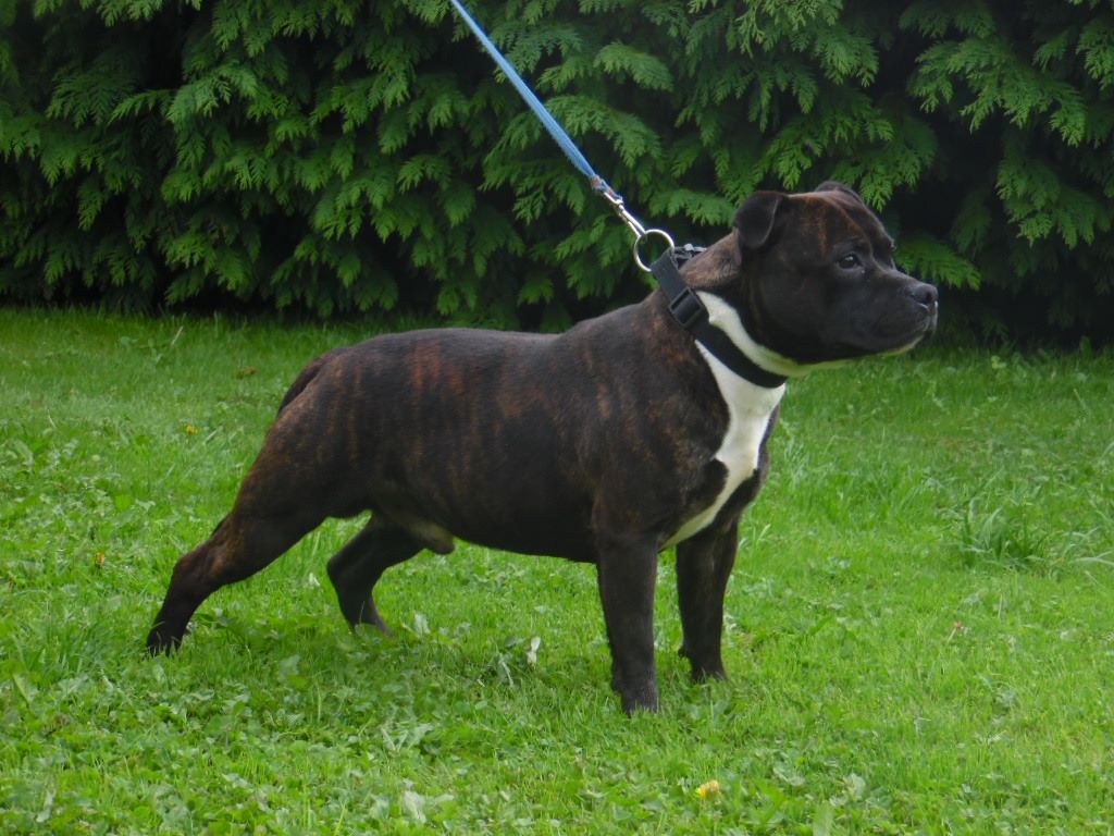 Night harlequin the king of black staffie