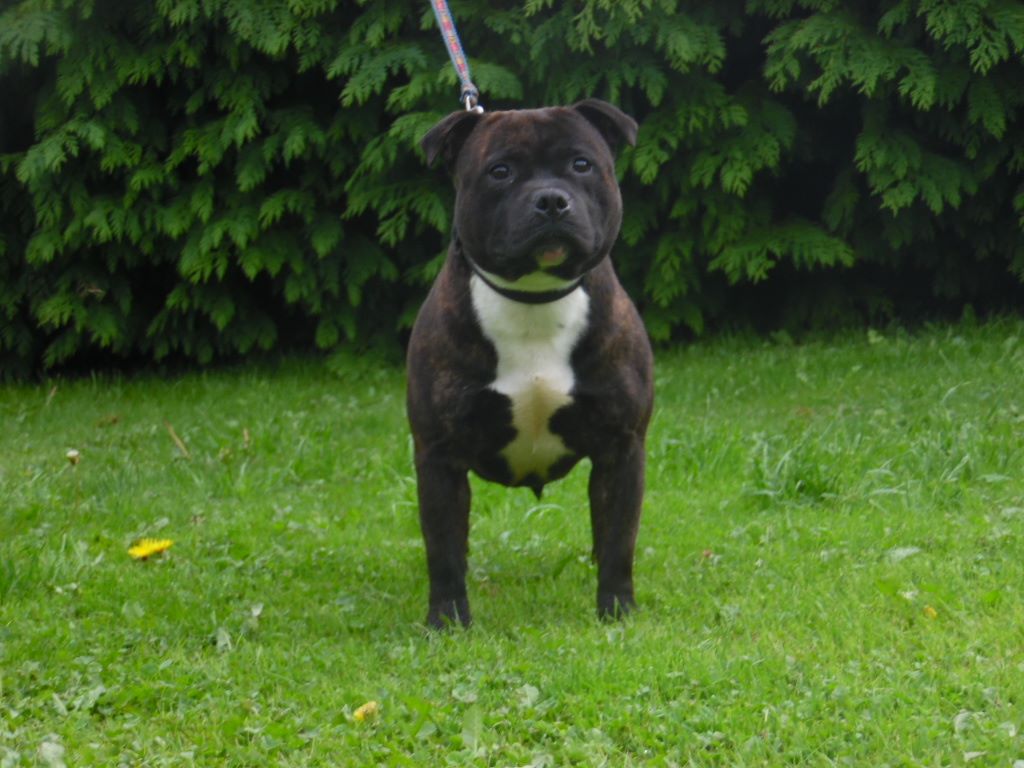 Night harlequin the king of black staffie