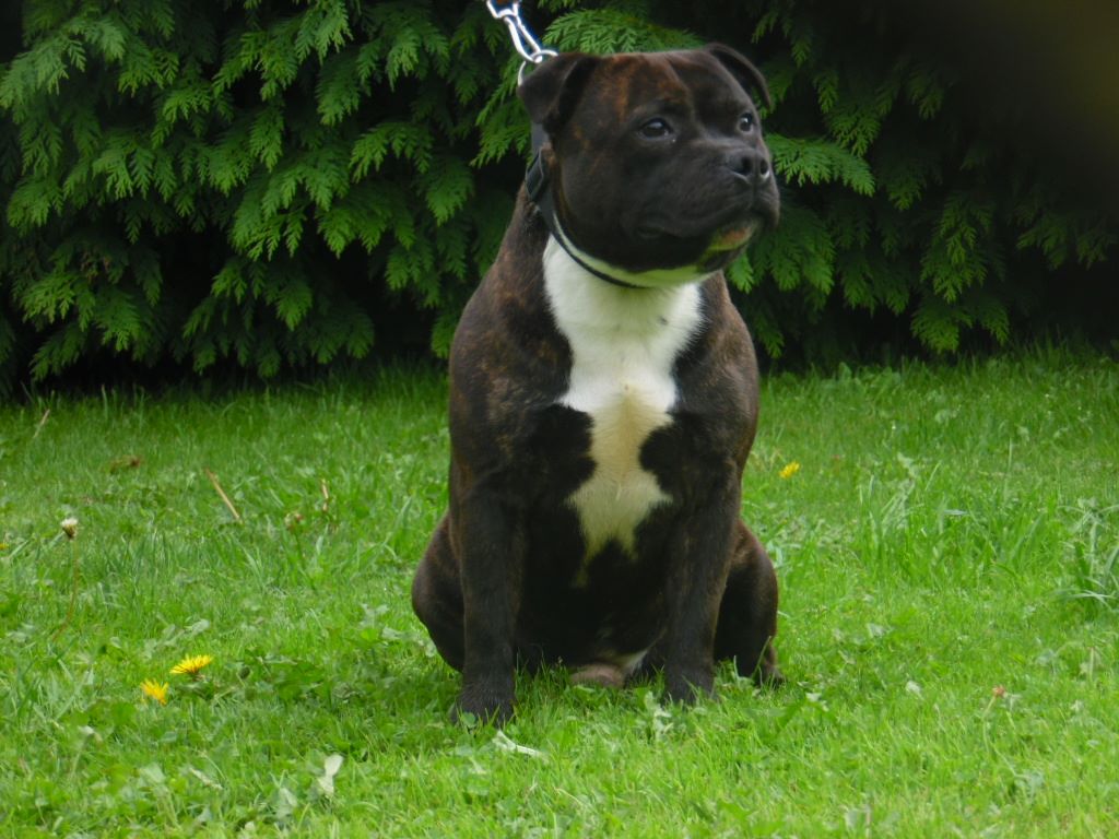 Night harlequin the king of black staffie