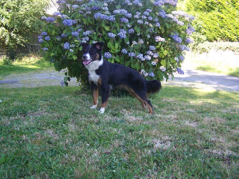 Lilas Du Boubou De L'isileko