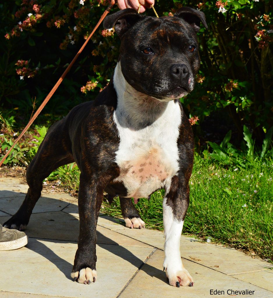 Lynnie du domaine de keroual