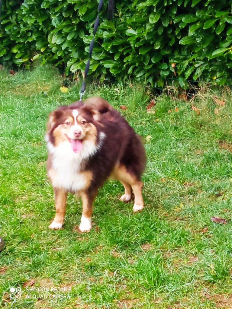 Phoebe du domaine de keroual