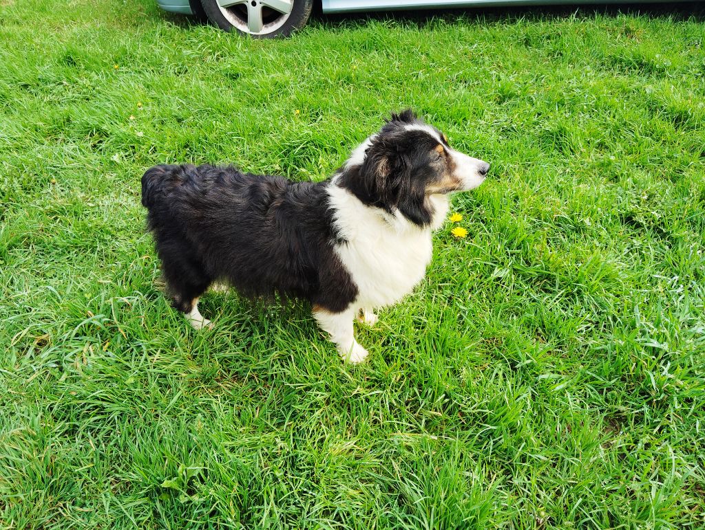 Ruby du domaine des deux hermines