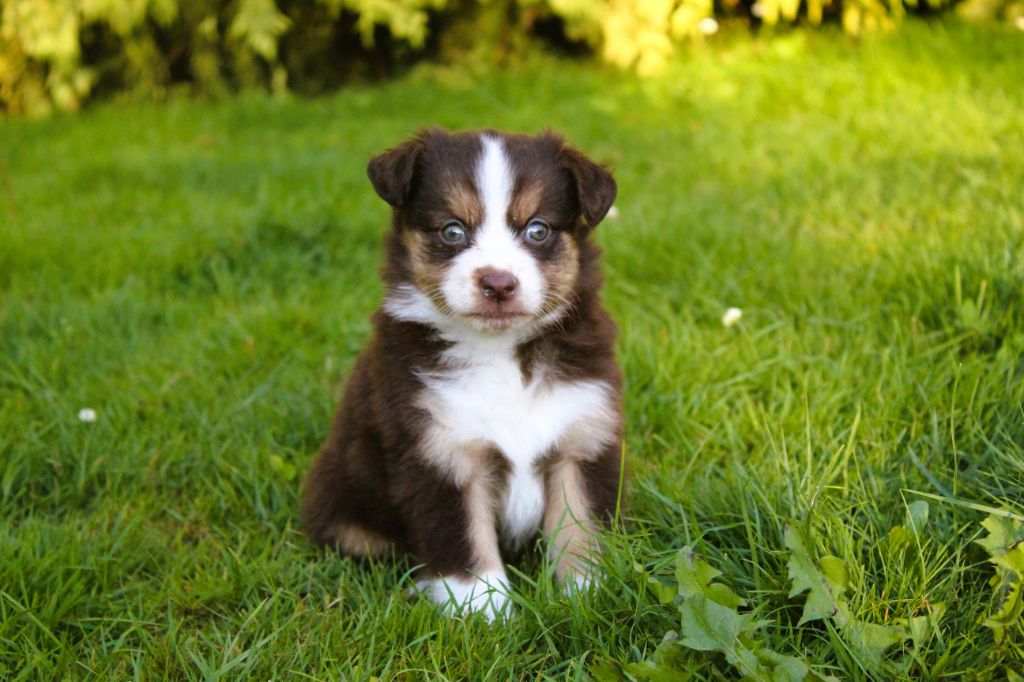 du domaine de keroual - Chiots disponibles - Berger Américain Miniature 