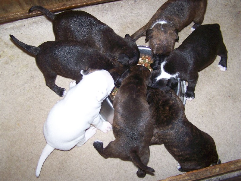 Chiot Staffordshire Bull Terrier du domaine de keroual