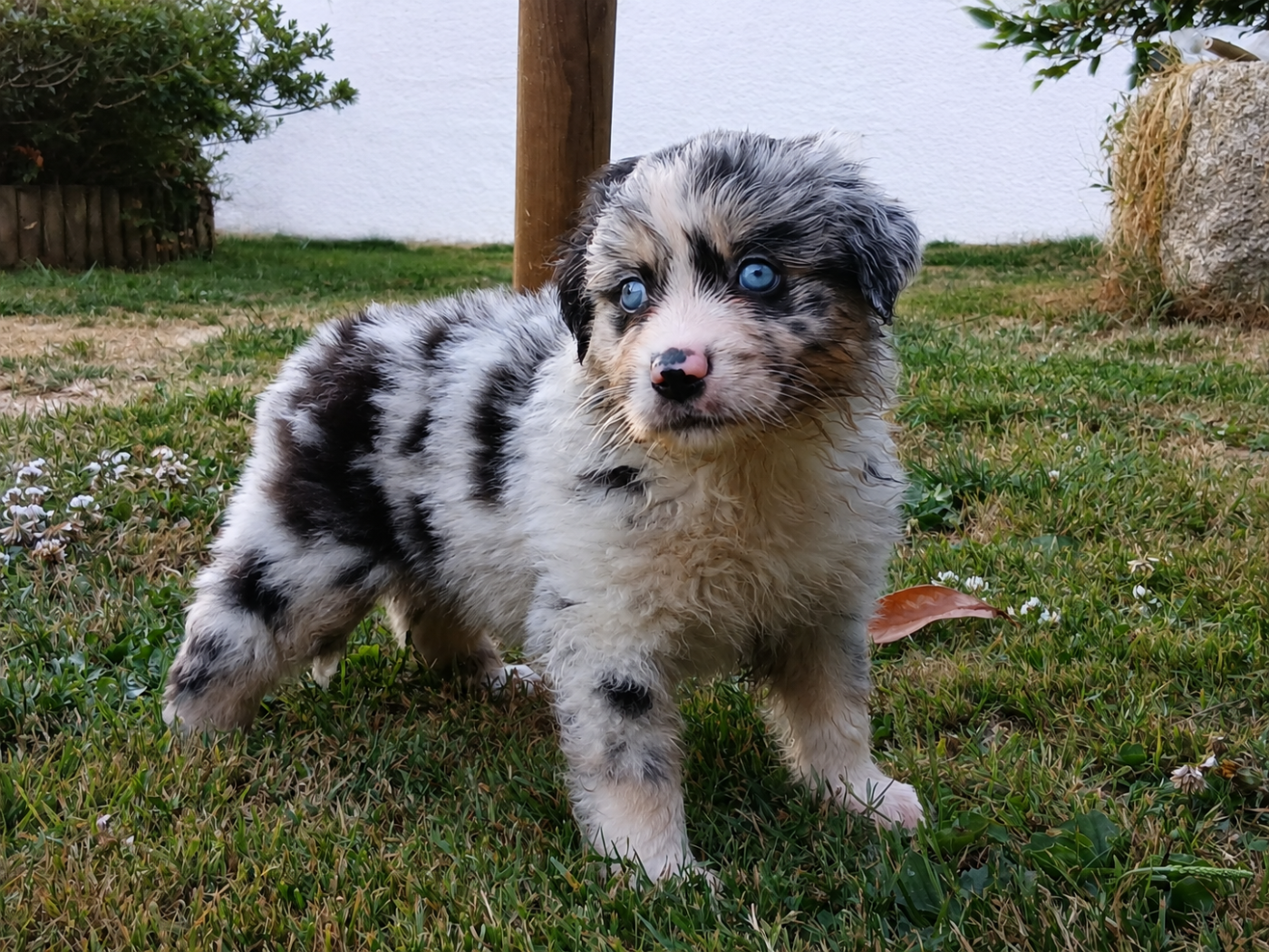 du domaine de keroual - Chiots disponibles - Berger Américain Miniature 
