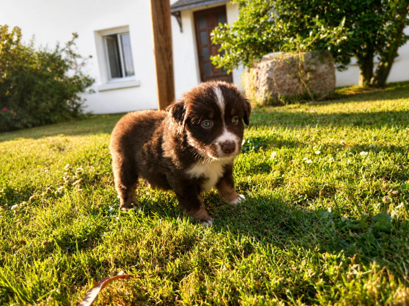 du domaine de keroual - Chiots disponibles - Berger Américain Miniature 
