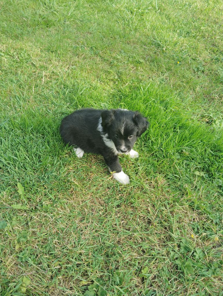 du domaine de keroual - Chiots disponibles - Berger Américain Miniature 