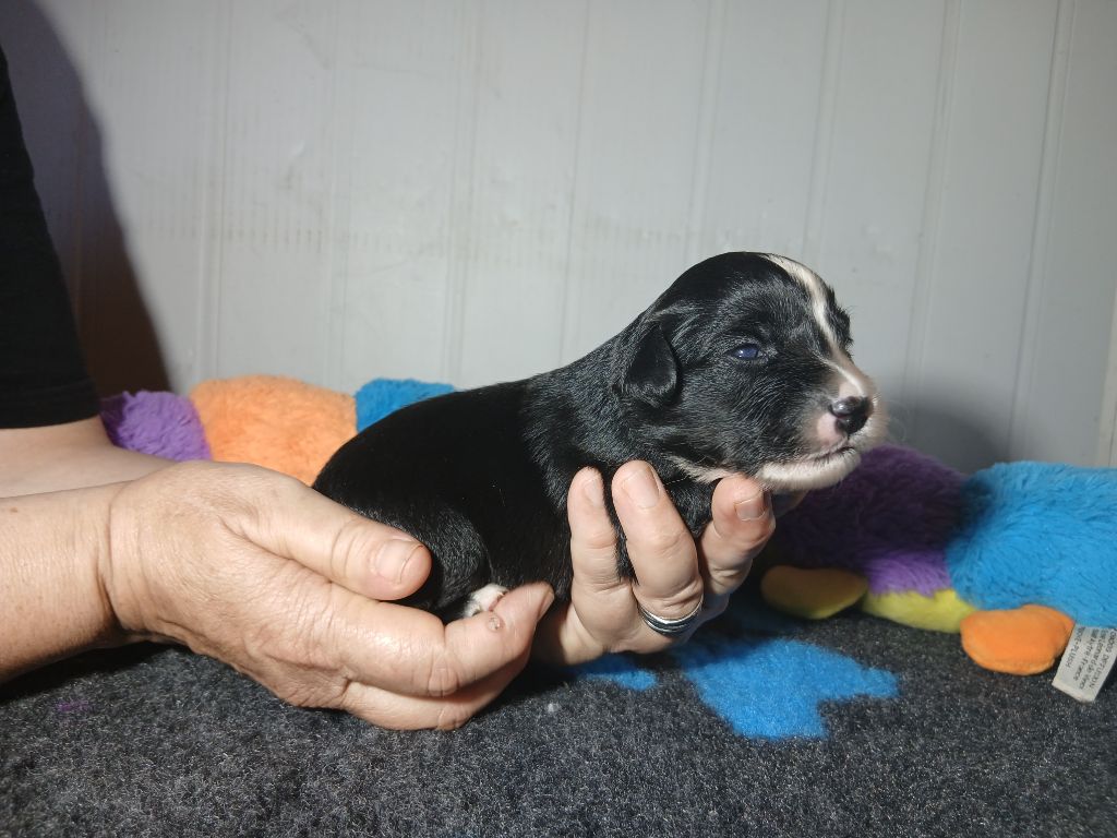 du domaine de keroual - Chiots disponibles - Berger Américain Miniature 