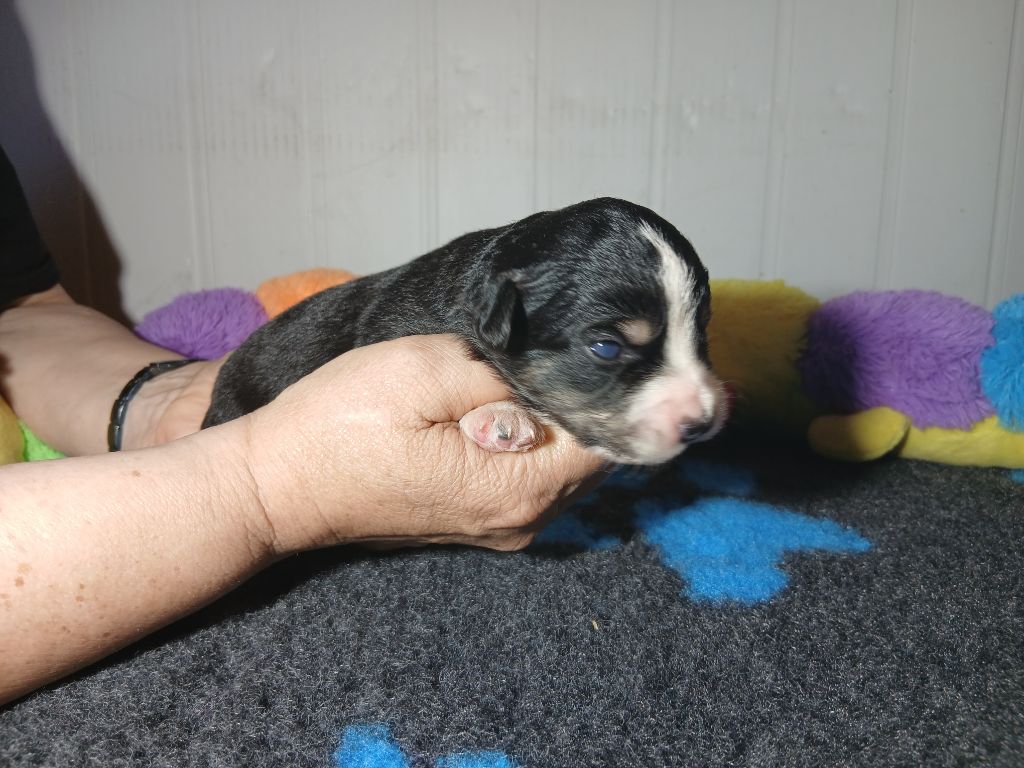 du domaine de keroual - Chiots disponibles - Berger Américain Miniature 