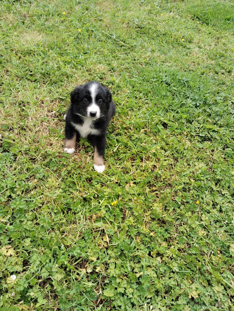 du domaine de keroual - Chiots disponibles - Berger Américain Miniature 