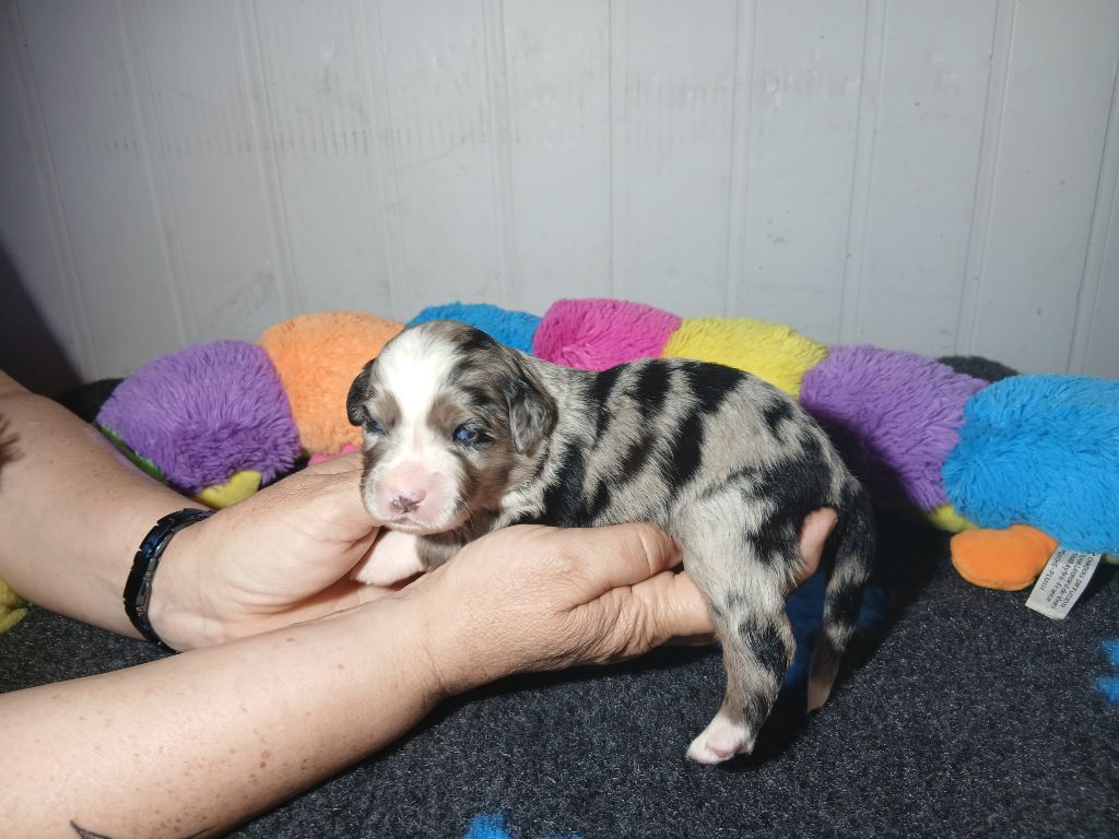 du domaine de keroual - Chiots disponibles - Berger Américain Miniature 