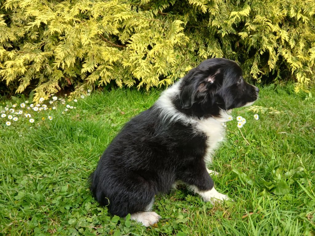 du domaine de keroual - Chiots disponibles - Berger Américain Miniature 